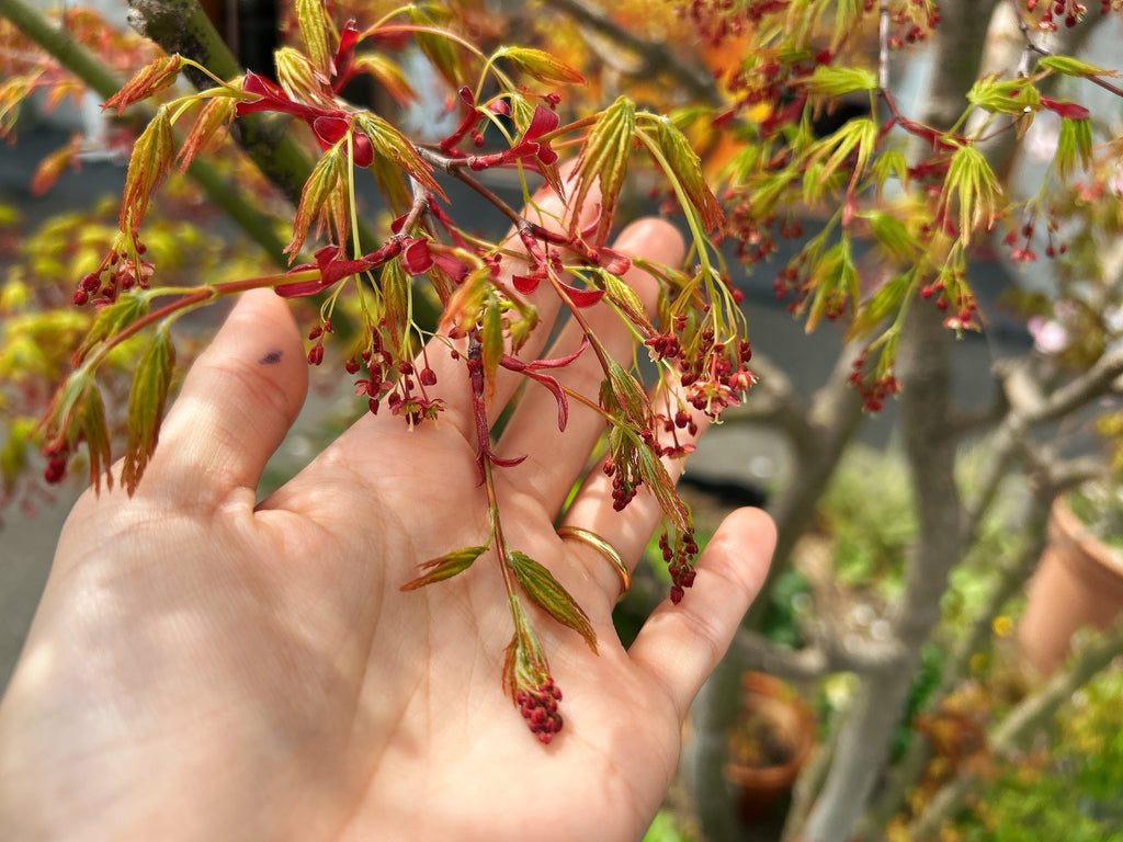 あの紅葉の花ですが･･･