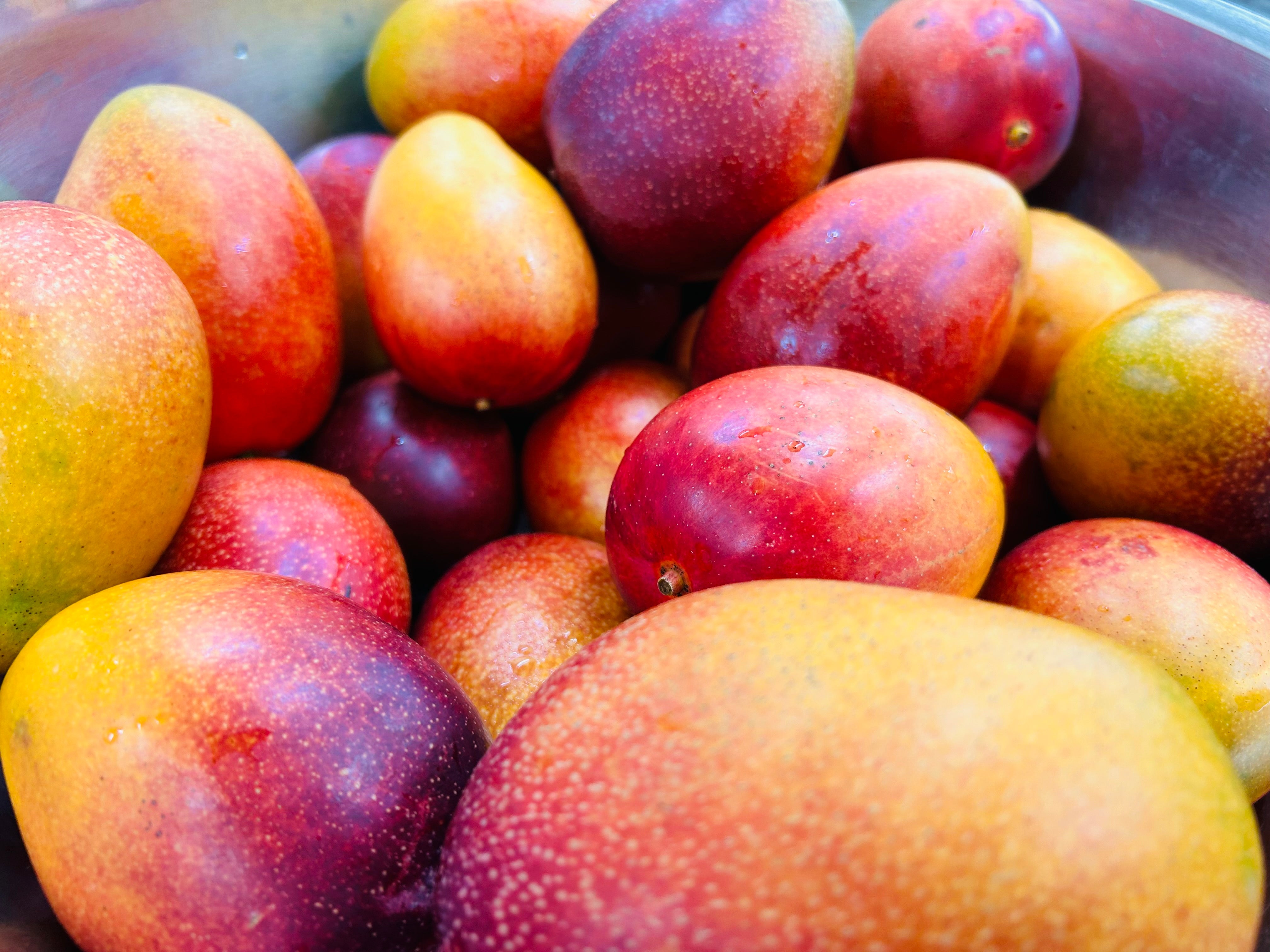 マンゴー農園に行ってきました – 一福百果・清光堂